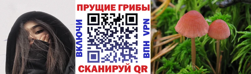 Псилоцибиновые грибы Cubensis  Тосно 